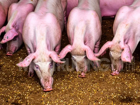 Giá heo hơi hôm nay 24/1/2024: Tăng giảm trái chiều 1.000 - 3.000 đồng/kg