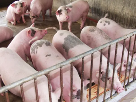 Giá heo hơi hôm nay 25/1/2024: Dao động từ 52.000 - 57.000 đồng/kg
