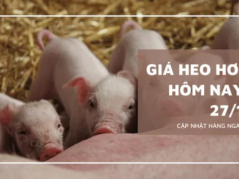 Giá heo hơi hôm nay 27/1/2024: Tăng 1.000 - 2.000 đồng/kg ở ba miền