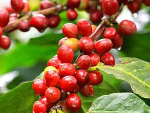 Giá cà phê hôm nay 27/1/2024: Cập nhật giá cà phê Tây Nguyên và Miền Nam