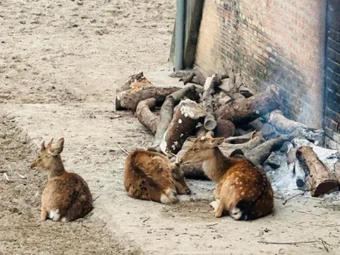 Sự thật bên trong sở thú Hà Nội những ngày rét 10 độ C: Động vật có 'co ro trong giá rét' như lời đồn?
