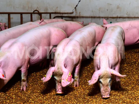 Giá heo hơi hôm nay 29/1/2024: Dao động từ 52.000 - 58.000 đồng/kg