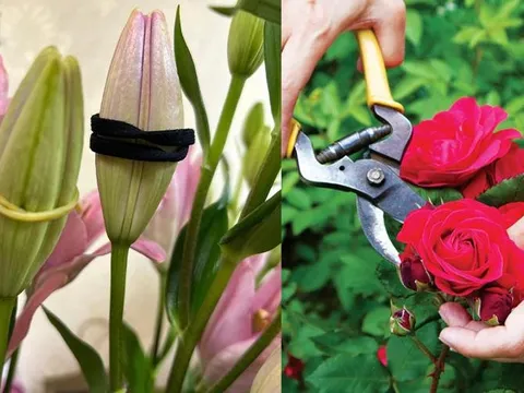 Mẹo giúp hoa không nở tung tóe trước Tết