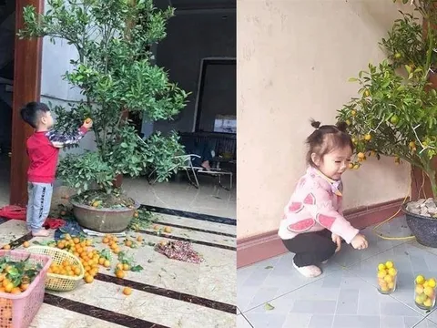 7749 kiếp nạn đào quất, chưa kịp chơi Tết đã 'toang'