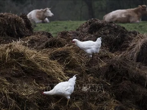 CH Séc tiêu hủy hàng trăm nghìn gia cầm để ngăn chặn dịch cúm H5N1