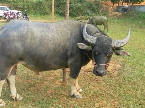 Quảng Bình: Nổ súng bắn hạ trâu 'điên' húc 3 người thương vong