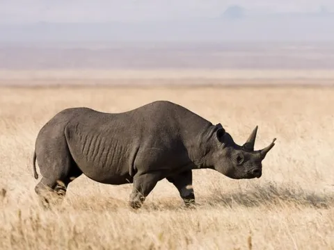 Nỗ lực bảo tồn loài tê giác đen tại Kenya