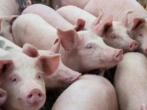 Giá heo hơi hôm nay 26/2/2024: Dao động từ 54.000 - 58.000 đồng/kg