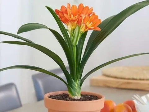4 cây cảnh phong thủy này không thể cho tặng người khác, nếu không dễ tán lộc của chính mình