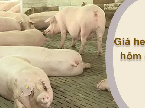 Giá heo hơi hôm nay 11/3/2024: Tăng rải rác ở Miền Nam