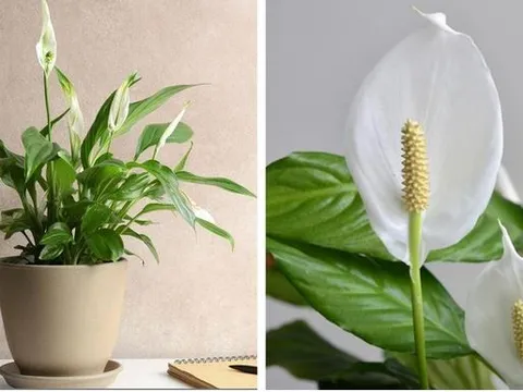 15 loại cây cảnh tốt cho sức khỏe