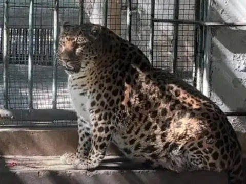 Trung Quốc: Vườn thú gây tranh cãi vì để động vật béo phì