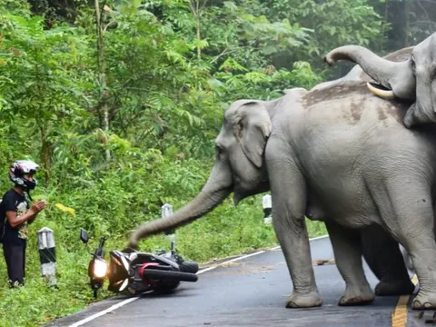 Mở trại giam giữ và huấn luyện voi hoang dã hung dữ tại Thái Lan