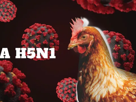 Bộ Y tế thông tin về trường hợp mắc cúm A (H5N1) tử vong
