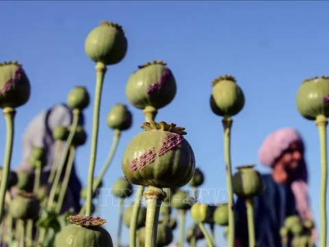 Afghanistan triệt phá 1.250 cơ sở rượu lậu và điều chế ma túy