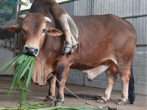 Con bò kỳ lạ ở Thanh Hóa với 6 chân và 2 đuôi, được trả 6 tỷ vẫn không bán