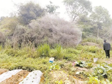 Mạng nhện khổng lồ như động bàn tơ xuất hiện chỉ sau một đêm khiến dân làng hoảng hốt