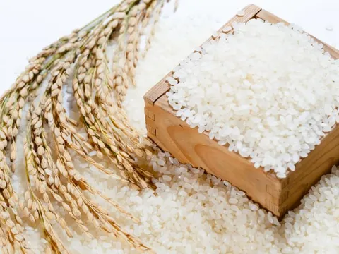 Nhật Bản: Dự trữ gạo trước nguy cơ nắng nóng kéo dài