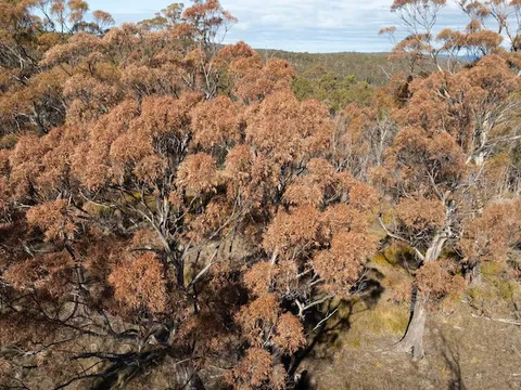 Australia: Rừng nguyên sinh chết do hạn hán và biến đổi khí hậu