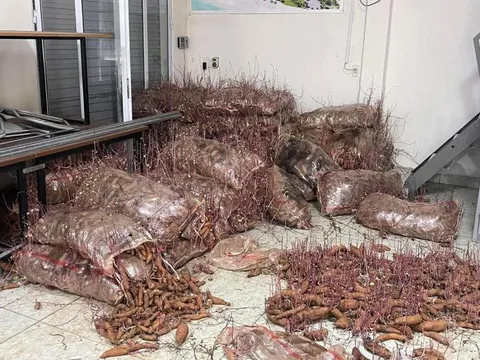 Nhập khoai lang về bán nhưng lại đi du lịch 1 tuần, lúc trở về cô gái chỉ biết thở dài