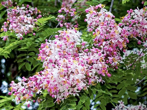 Dự báo thời tiết ngày 8/6/2024: Bắc Bộ mưa rào và dông ngày cuối tuần