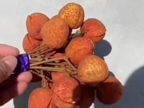 Thấy chùm vải tươi trên đường, thanh niên hí hửng nhặt lên và cái kết
