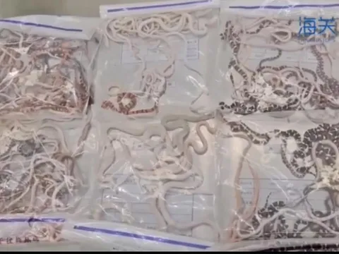Người đàn ông giấu hơn 100 con rắn sống trong quần để buôn lậu, video kiểm tra gây ám ảnh
