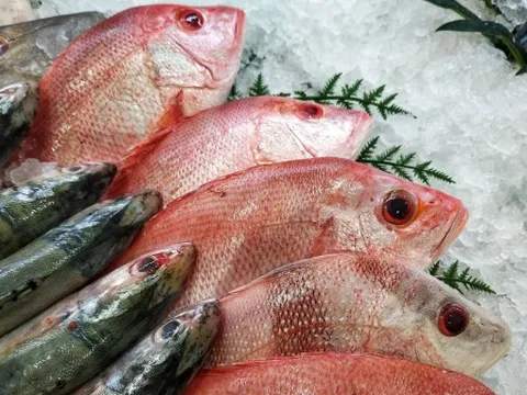 Khuyến cáo phòng, chống ngộ độc thực phẩm do Histamine trong cá