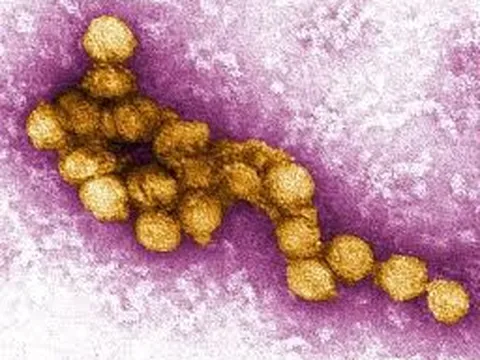 Romania ghi nhận trường hợp mới nhiễm virus Tây sông Nile