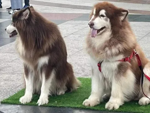 Vẻ đáng yêu của những chú chó chụp ảnh ở Đà Lạt chỉ là vỏ bọc của sự giả dối