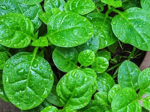 Một số lưu ý khi ăn rau mồng tơi