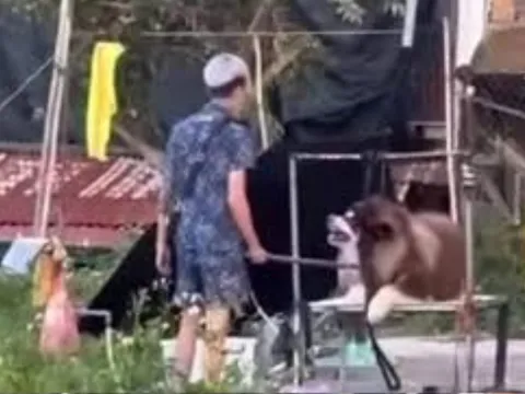 Phẫn nộ việc chủ hai chú chó bị đánh đập ở Đà Lạt ra giá 75 triệu đồng/bé cho ai muốn chuộc