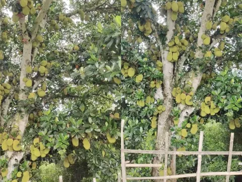 Độc lạ: Cây mít vỡ kế hoạch ra trái nhiều nhất Việt Nam