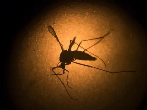 Virus viêm não ngựa hiếm gặp đang lây lan ở vùng đông bắc Mỹ nguy hiểm như thế nào?
