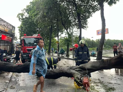 Hiện trường vụ cây bật gốc đè 2 người thương vong vì giông lốc bão Yagi