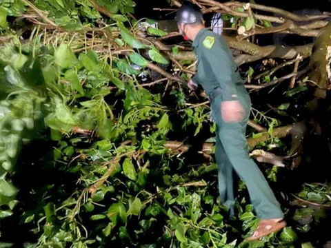 Thanh niên tử vong sau khi tông trúng cây gãy đổ chắn ngang đường