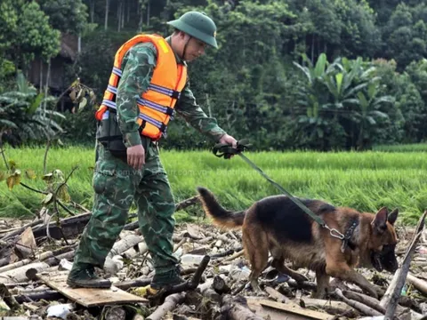 Diễn biến mới nhất vụ lũ quét vùi lấp 128 người ở thôn Làng Nủ, chó nghiệp vụ đưa vào tìm kiếm