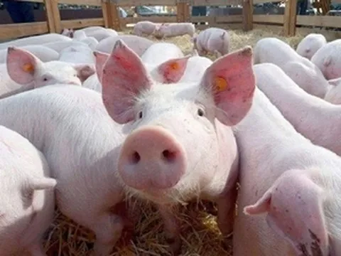 Giá heo hơi hôm nay 18/9/2024: Tăng nhẹ 1000 đồng/kg tại Miền Bắc