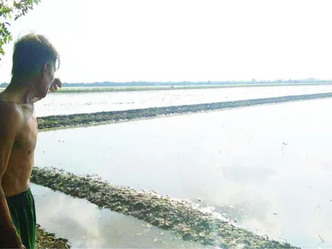 Chuyện trớ trêu tại 'cánh đồng vàng' ở Long An, hàng nghìn người đi đào