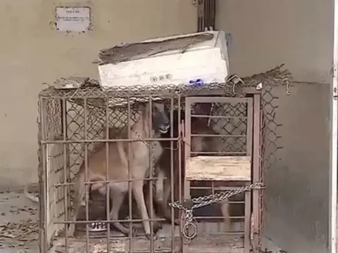Vụ bé gái bị chó béc giê cắn tử vong: Lời hối hận muộn màng của chủ chó