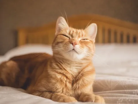 Giải mã bí ẩn di truyền về màu lông mèo cam