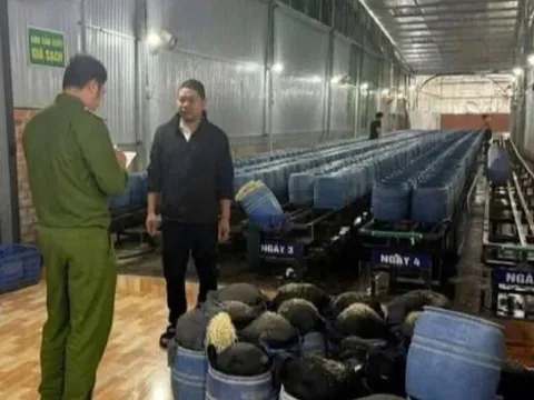 Bất ngờ giá đỗ ngâm chất cực độc ở Đắk Lắk có giấy chứng nhận an toàn thực phẩm
