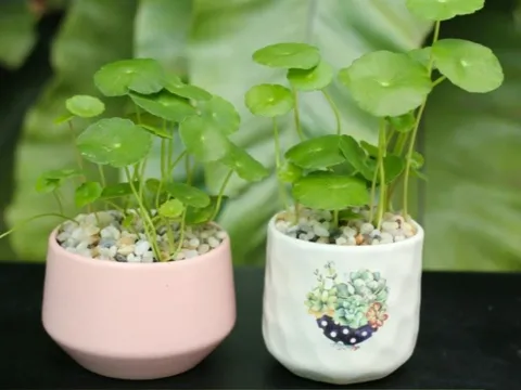 Đầu năm mới, mua ngay 5 cây cảnh để chiêu tài hút lộc, tiền về chật két