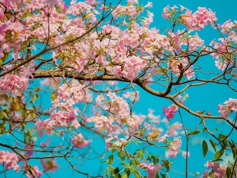 Dự báo thời tiết ngày 29/3/2025: Bắc Bộ có mưa rào rải rác và dông