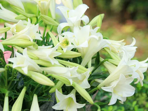 Dự báo thời tiết ngày 2/4/2025: Bắc Bộ không mưa, trưa chiều giảm mây trời nắng