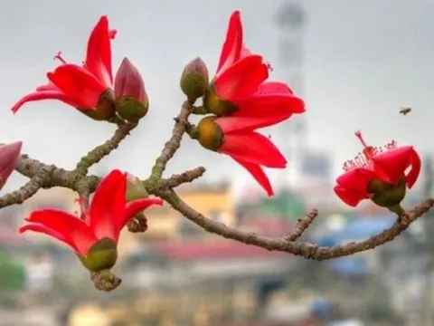 Dự báo thời tiết ngày 6/4/2025: Bắc Bộ nhiều mây, có mưa nhỏ