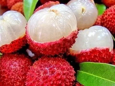 Quả Vải: Dược liệu quý hay “Kẻ hai mặt”?