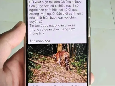 Rộ tin hổ xuất hiện ở Phú Thọ, chính quyền địa phương nói gì?
