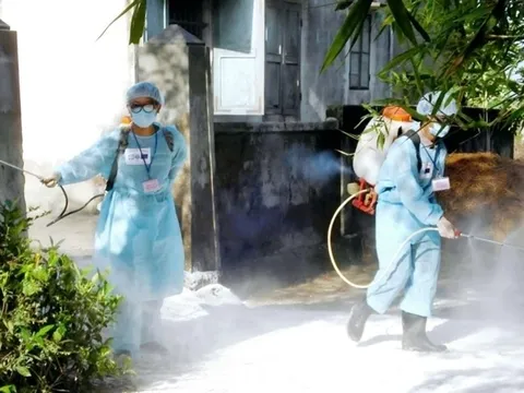 Bộ Y tế khuyến cáo 6 cách phòng, chống bệnh liên cầu lợn ở người