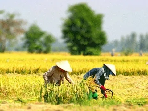 Trình tự, thủ tục chấp thuận chuyển mục đích sử dụng đất trồng lúa sang mục đích khác